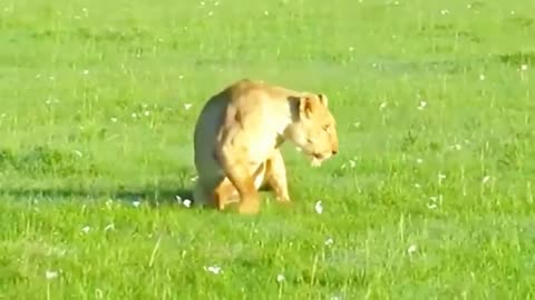 A zebra's kick can kill an adult lion#amazing #animalsworld #lion🦁