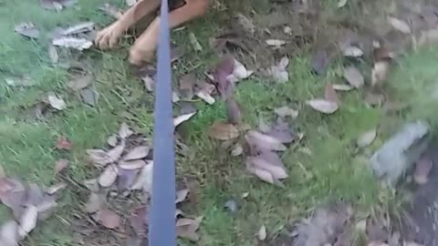 Stubborn dog doesn't want to leave the woods