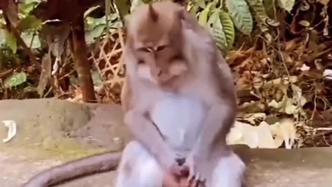 That funny video of the monkey#monkey