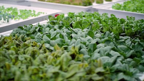 5 Vertical Farms Run by AI and Robots | Future of Farming ▶ 3