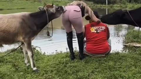 When the cow doesn't know what to do and look what happens