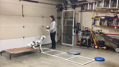 Dog trening