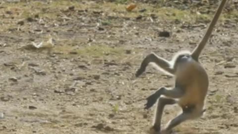 Funny monkey 🐵 video