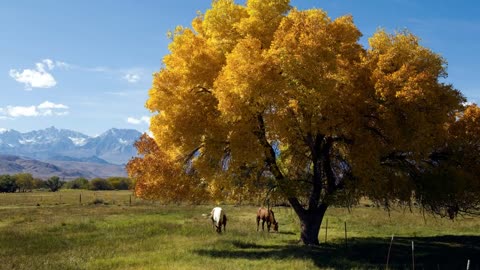 10 MINUTES of BEAUTIFUL FALL HORSES | BEST Relax Music, Meditation, Stress Relief, Calm | TVM