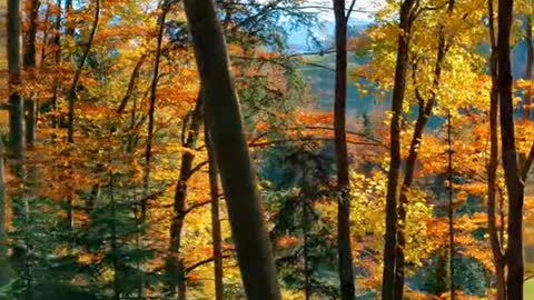 Colours of autumn 🌲🍁🥮🍂🍃