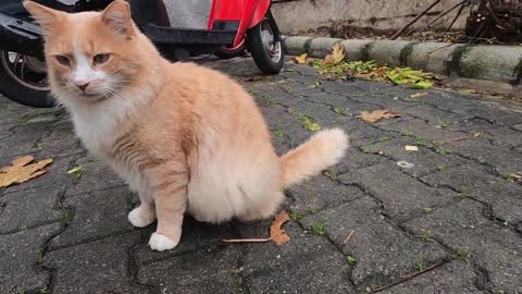 Beautiful huge fluffy cat and ginger cat are asking for food