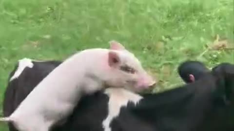 Rescued Piglet and Calf Get Excited to See Each Other