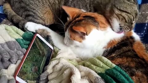 Top funny cats video 🐱🤣 animal videos top funny cats videos