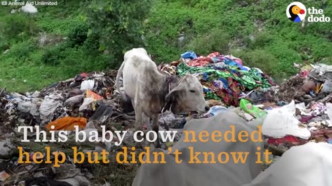 Baby Cow Chased Through Dump as Rescuers Try To Save Her Life | The Dodo