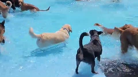 Dog swimming pool