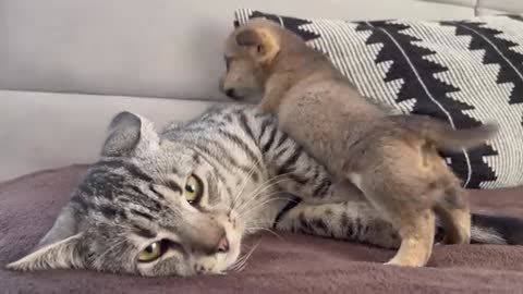 Funny Cat Reaction to Puppies [Kitty sees them for the First Time]