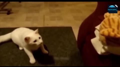 Funny animals - Funny cats / dogs - Funny animal videos