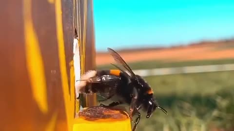 Bee on takeoff Join 👉 @FunnyAnimals 🐾