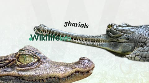 Difference between crocodile and alligator and gharial