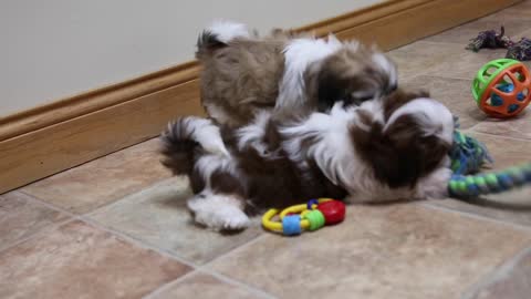 Vanka Gordy 2 akc shihtzu puppy for sale