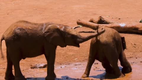 Funny Bath And Funny Fight Elephant 😅🤣