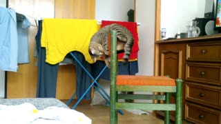 Gato juguetón demuestra increíbles habilidades acrobáticas