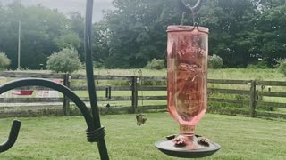 Hummingbird Visitors