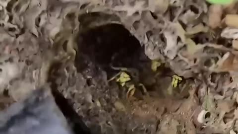 Angry and AGGRESSIVE Yellow Jacket Ground nest! #hornetking #wasp #sting