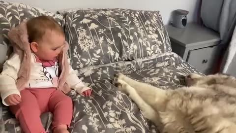 Savage Husky Protects Baby From Dad!!😭. [SHE GOES WILD!!!!]