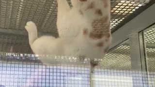 Rescue Cat Climbs Cage