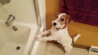 Impatient puppy wants a drink from the tub