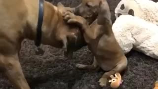 Puppy literally embraces adult dog
