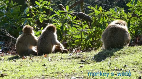 amazing monkey's 🐵 wild life🐒animal best video