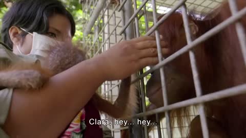 Mother Orangutan's Reunited With Her Kidnapped Daughter | Orangutan Jungle School