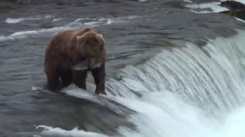 bear in waterfall catching salmon