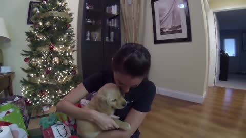 Surprised my wife with a golden retriever puppy for Christmas