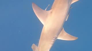 Great Hammerhead Shark!