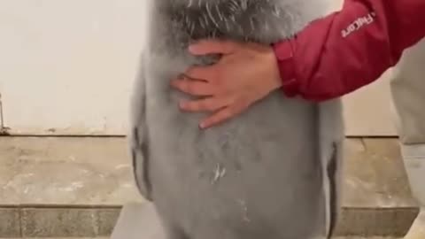 Penguin is beautiful and feisty