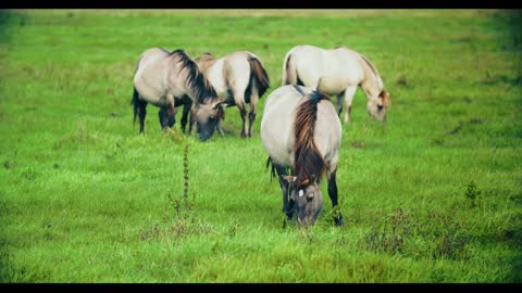 Tarpan wild horse male on the field