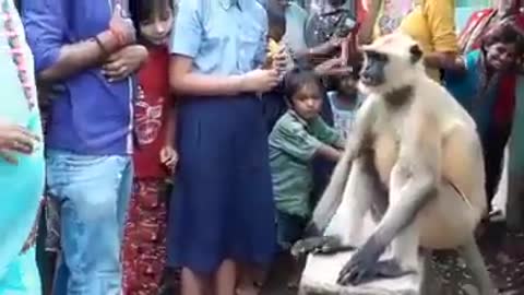 Monkey Giving Blessings