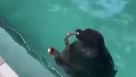 Sea Lion Jamming
