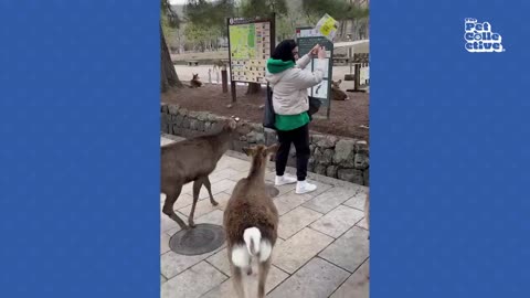 The FUNNIEST Animal Shorts Ever!