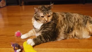 Cat Chillin With Toys