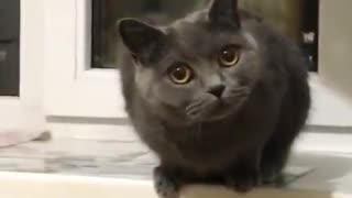 Cats Meowing