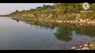 crayfish caught in fishing line