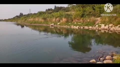 crayfish caught in fishing line