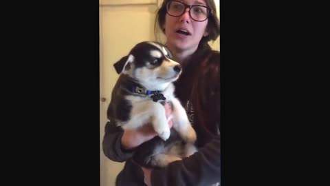 EXTREME Adorable talking puppy husky