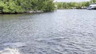 Manatee Lovers