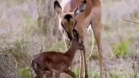 newborn fawn learns to walk