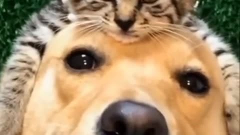 Cat and dog Funny video