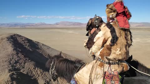 Kazakh-Mongolian eagle rider with his golden eagle on top of a mountain, looking over Sagsai valley