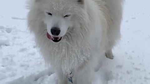 dog Playing in snow best amazing funny video