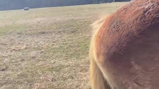 Horse whisperer mountains of North Carolina