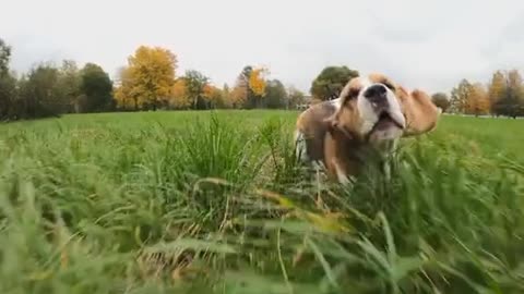 Funny pop adorably running for the camera