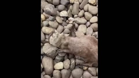 Cute Animals Video - Cute videos